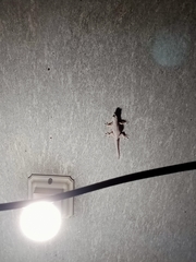 Hemidactylus platyurus
