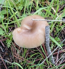 Clitocybe vibecina