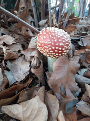 Amanita muscaria