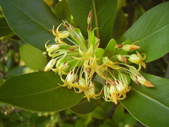 Pittosporum roimata