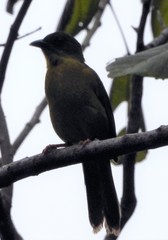 Orthogonys chloricterus