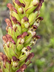 Disa densiflora