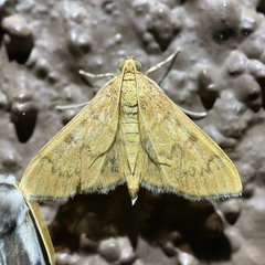 Psara dryalis