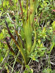 Disa densiflora