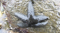 Anasterias antarctica