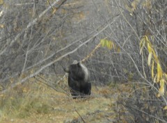 Ursus arctos beringianus