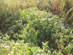 Strobilanthes ixiocephala