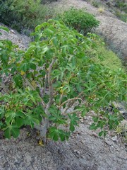 Jatropha excisa