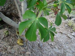 Jatropha excisa