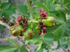 Jatropha excisa