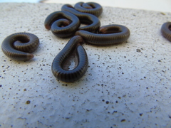 Pachyiulus apfelbecki