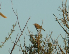 Pseudoseisura gutturalis