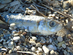 Sardina pilchardus