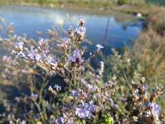 Limonium brevipetiolatum