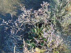Limonium brevipetiolatum