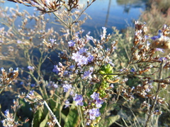 Limonium brevipetiolatum