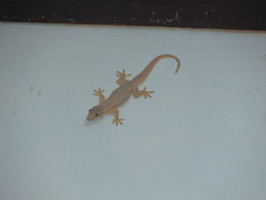 Hemidactylus platyurus