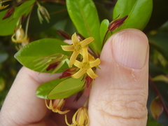 Pittosporum roimata