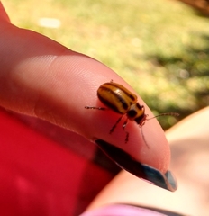 Endocephalus lineatus