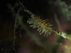 Eubranchus vittatus