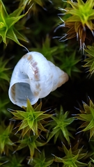 Cochlicella conoidea