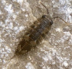 Ligia oceanica