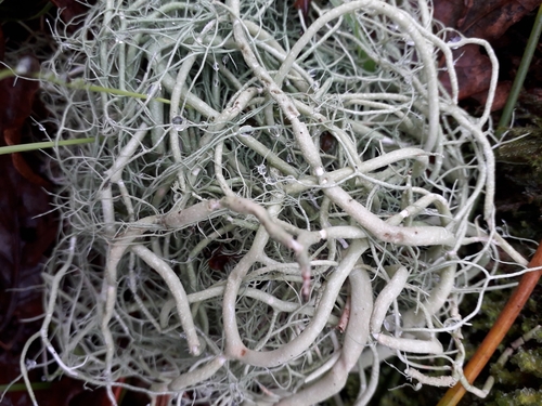 string-of-sausage lichen