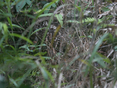 Tragopan caboti