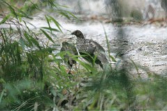Tragopan caboti