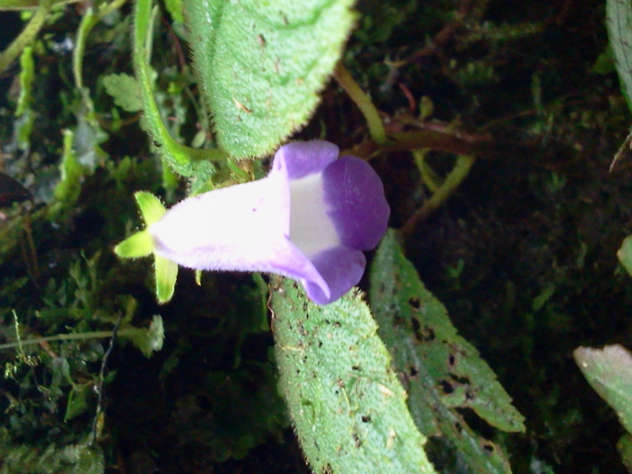 Monopyle panamensis