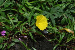 Distimake rhyncorhiza