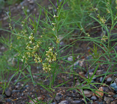 Vincetoxicum sibiricum