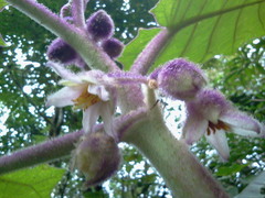 Solanum quitoense