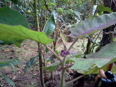 Solanum quitoense
