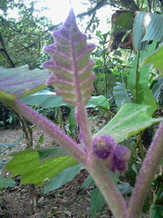 Solanum quitoense