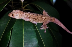 Gekko albomaculatus