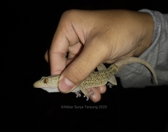 Gekko albomaculatus