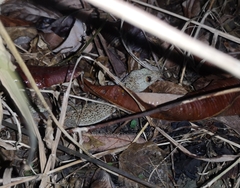 Gekko albomaculatus