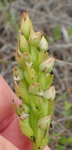 Image of Brachycorythis macowaniana by (c) Nicola van Berkel, some rights reserved (CC BY-SA)