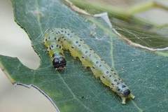 Hyalobathra micralis