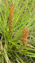 Disa densiflora