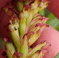 Disa densiflora