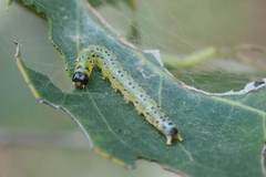 Hyalobathra micralis