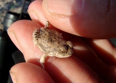 Pleurodema nebulosum