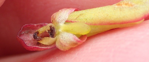 Image of Disa densiflora by (c) Nicola van Berkel, some rights reserved (CC BY-SA)