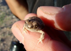 Pleurodema nebulosum