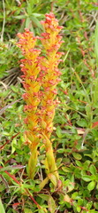 Disa densiflora