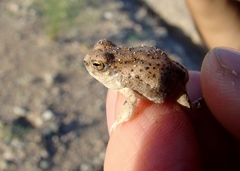 Pleurodema nebulosum