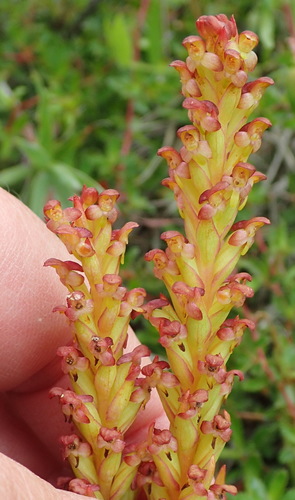 Image of Ringspur Monadisa (Disa densiflora) by (c) Nicola van Berkel, some rights reserved (CC BY-SA)