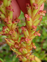 Disa densiflora